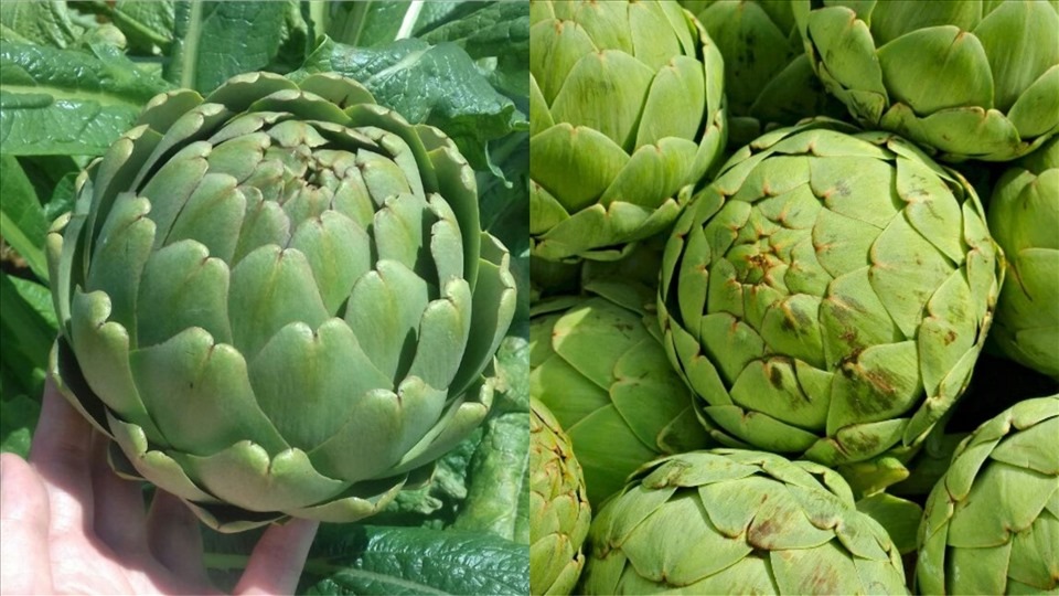 Lợi ích sức khỏe của Atiso